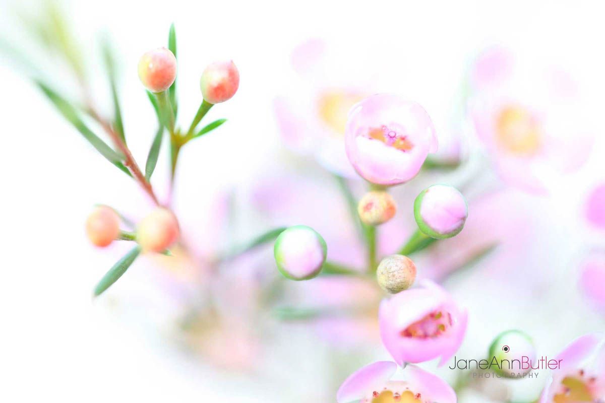 Waxflower II JABP404. Fresh and charming waxflower on white with contrasting green ferny foliage. LICENSE IMAGE from AGE fotostock X6H-980179. ALAMY BCHJM5. Waxflower-II--JABP404.jpg