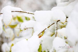Snow-Drenched-Choisya--JABP953.jpg