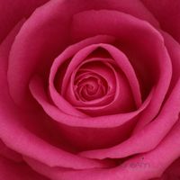 Pink-Rose-II--JABP001.jpg