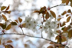 Prunus-Jamasakura--JABP764.jpg