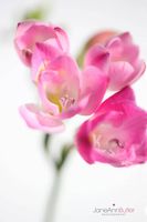 Pink-Freesia-Fragrance--JABP1474.jpg