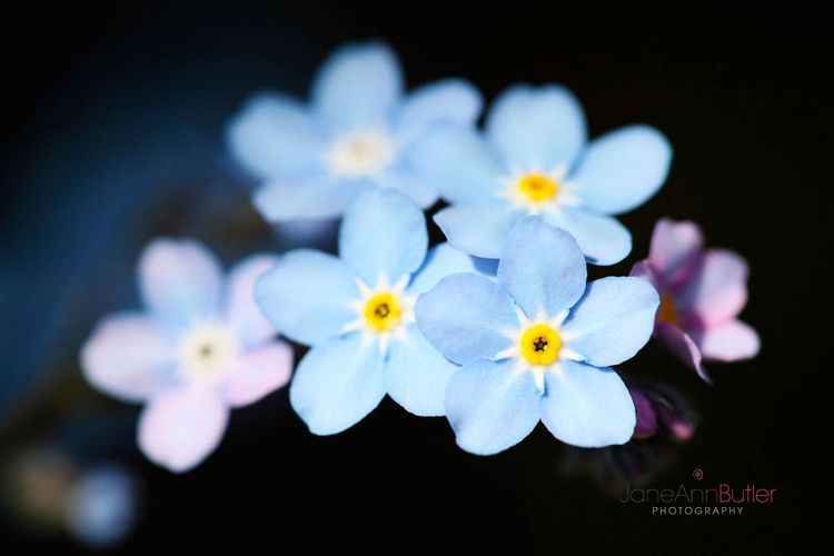 Forget-Me-Not--JABP778.jpg