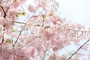 Spring-Cherry-Tree--JABP773.jpg