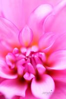 Pink-Dahlia-Onesta--JABP845.jpg