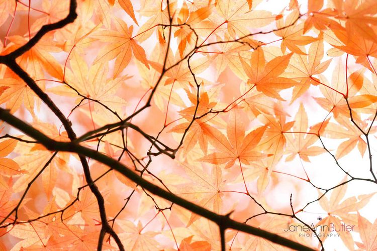 Japanese Maple Canopy JABP948. Beautiful japanese maple canopy in Autumn just before leaf fall. LICENSE IMAGE from AGE fotostock X6H-1256560. ALAMY BWGXN1. Japanese-Maple-Canopy--JABP948.jpg