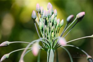 Nectaroscordum-Buds---Abundant--JABP1564.jpg