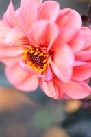 Pink-Dahlia-Full-Bloom--JABP1543.jpg