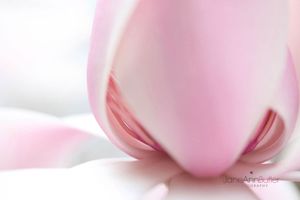 Magnolia-Alba-Bloom-Serenity  JABP748.jpg