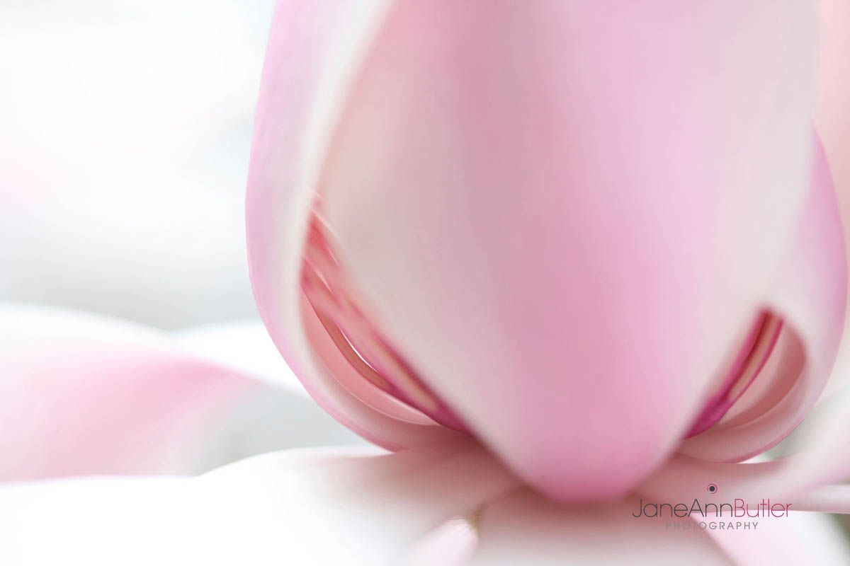 Magnolia Alba Bloom Serenity JABP748. Exquisite magnolia campbellii alba pink bloom, contrasting strength with gentleness. LICENSE IMAGE from ALAMY EGWTFJ. Magnolia-Alba-Bloom-Serenity JABP748.jpg
