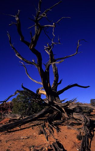 1dead_tree.jpg