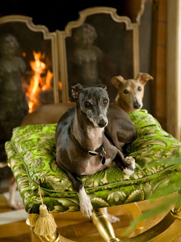 1globe_westerhoff_dogs_detail