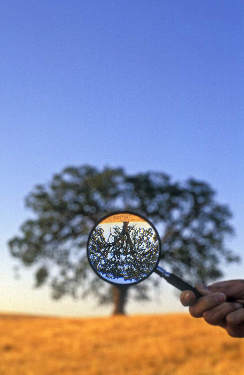 USA, California, Paso Robles, Oak tree viewed with magnifying glass. getty images # 200141841-002 Oak tree viewed with magnifying glass