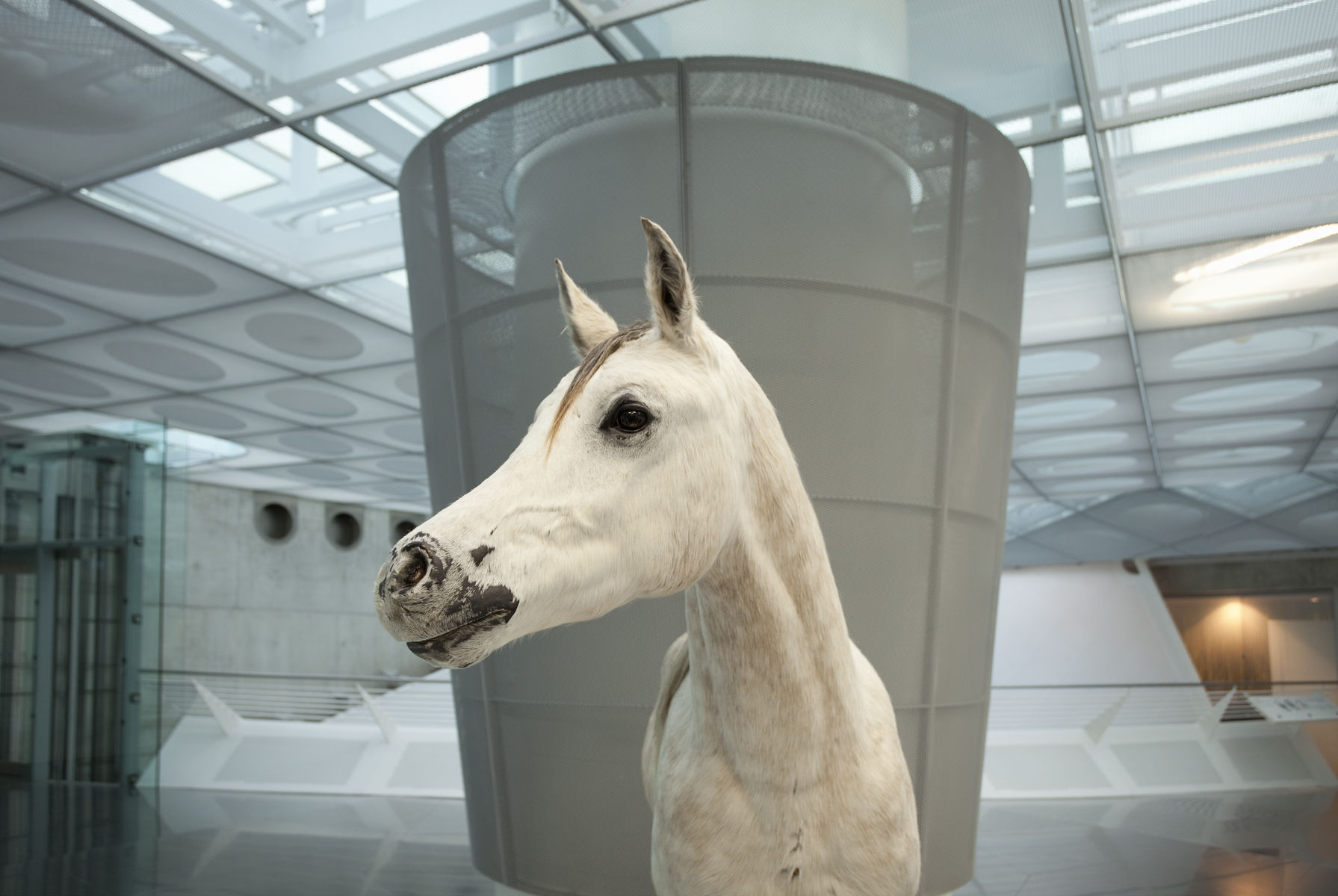 Germany,Stuttgart, Mercedes-Benz Museum, a stuffed horse representing the start of transportation. Alamy# BY2084 Mercedes-Benz Museum, a stuffed horse representing the start of