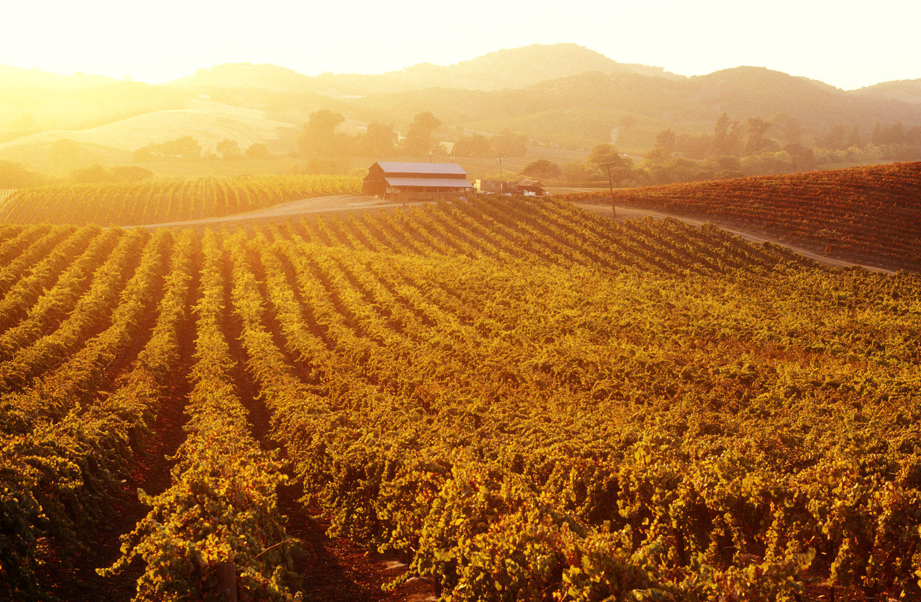 USA, California, Napa Valley, Carneros Valley,vineyards at sunset. Getty Images #EC1004-001 USA, California, Napa Valley, Carneros Valley,vineyards at sunse
