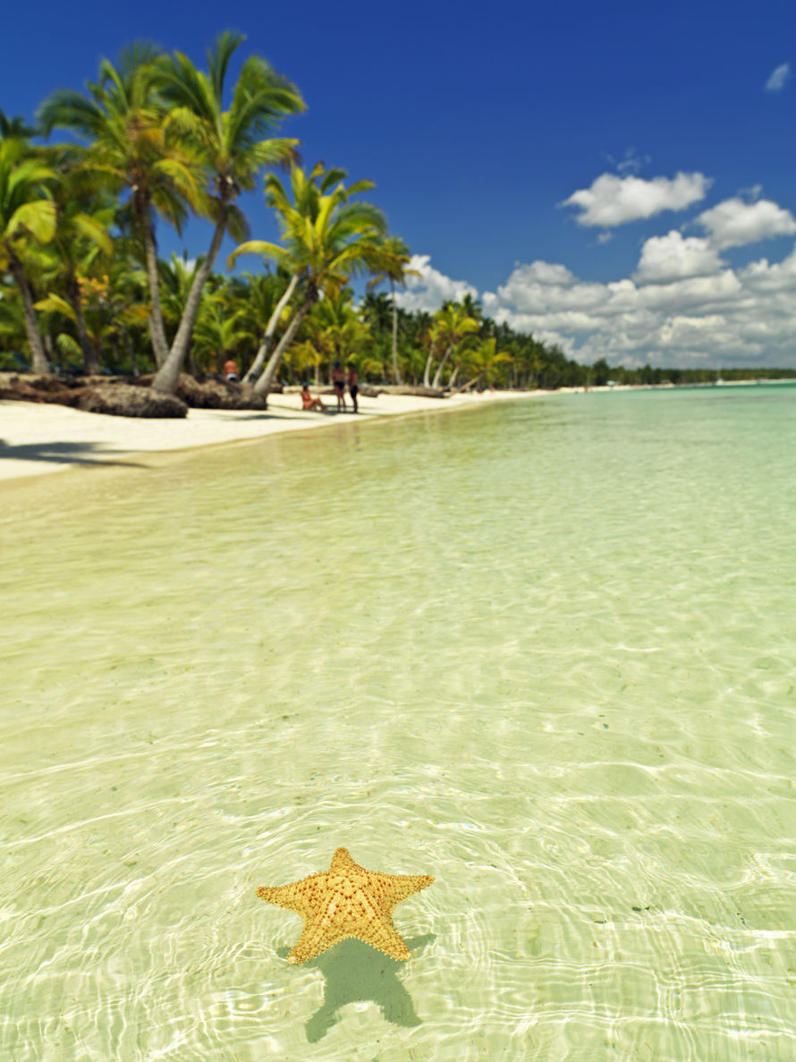 Dominican Republic,Punta Cana,Bavaro Beach,starfish floating on placid water with blue sky and palm fringed beach. Alamy # B1T71W Dominican Republic,Punta Cana,Bavaro Beach,starfish floating on