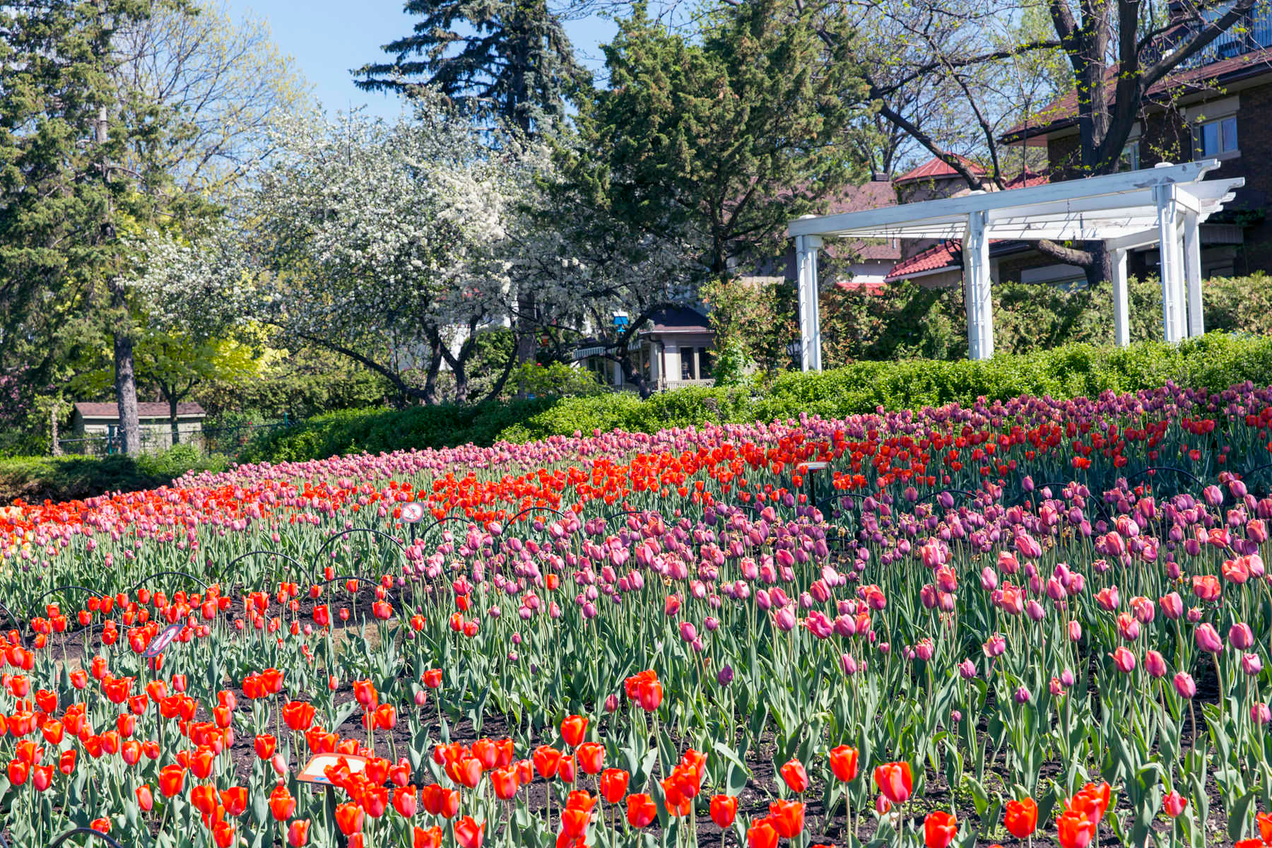 Commissioners Park, Tulip Festival