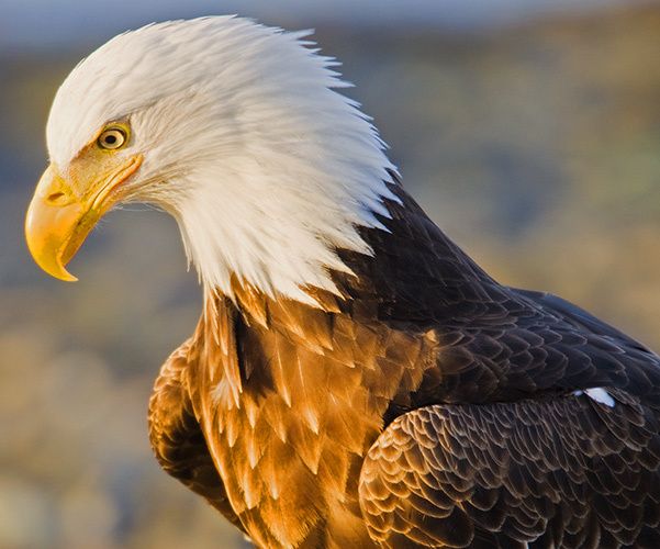 1BALD_EAGLE_HOMER_ALASKA.jpg