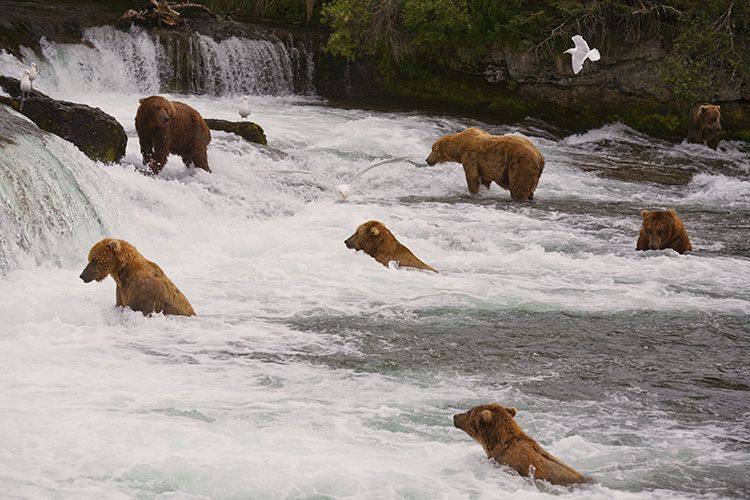 1BEARS_AT_BROOKS_FALLS_ALASKA.jpg