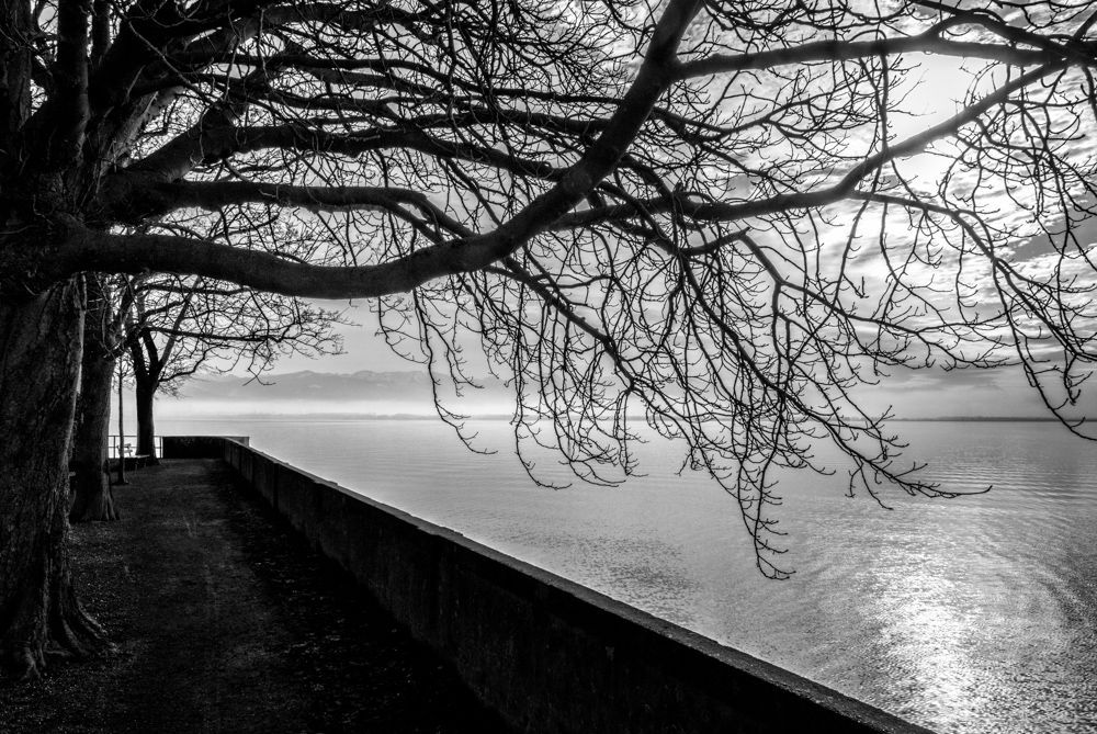 Multitude of Branches