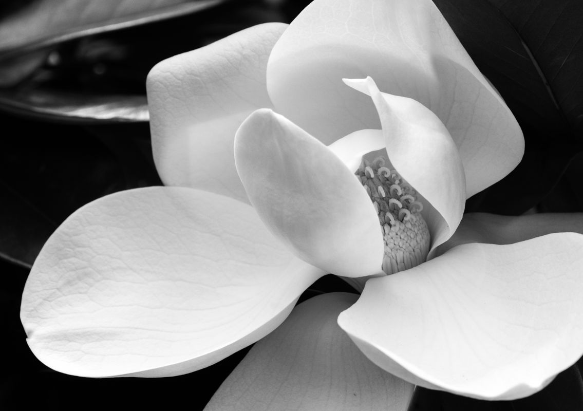 Magnolia Blossom Study