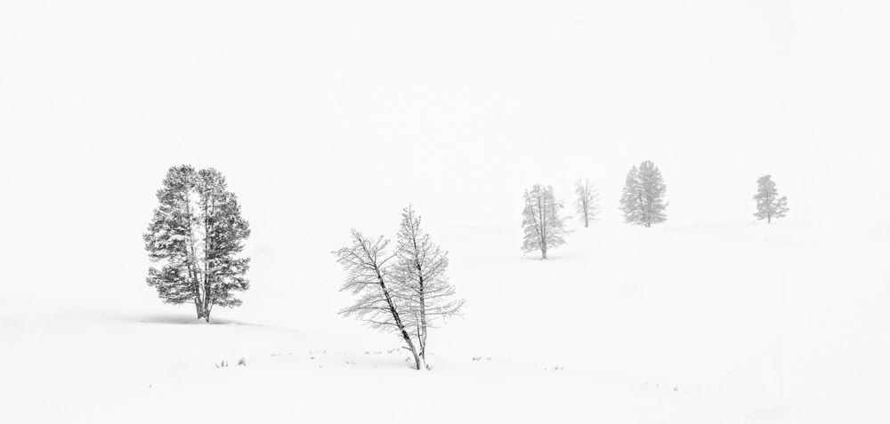 Trees and Snow