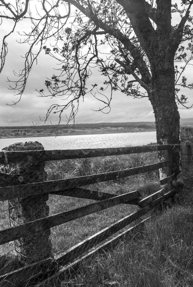 Fence Needing Repair