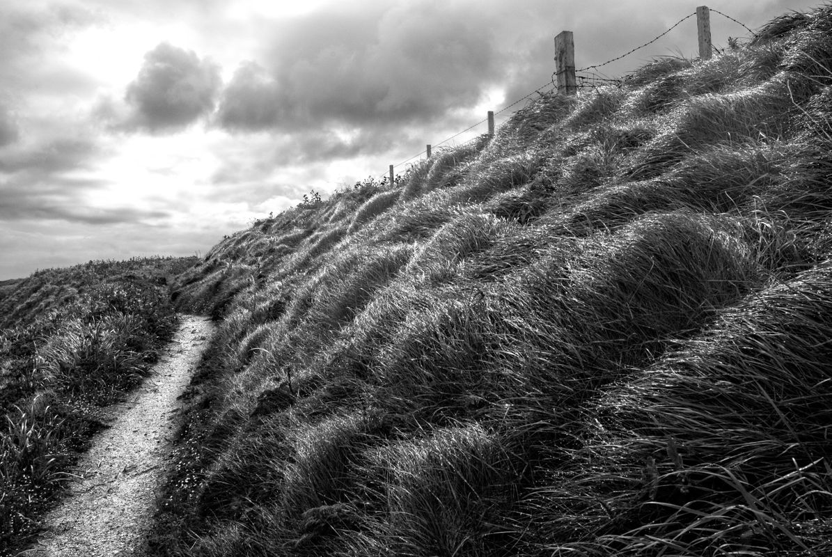 Path Through Wet Grass