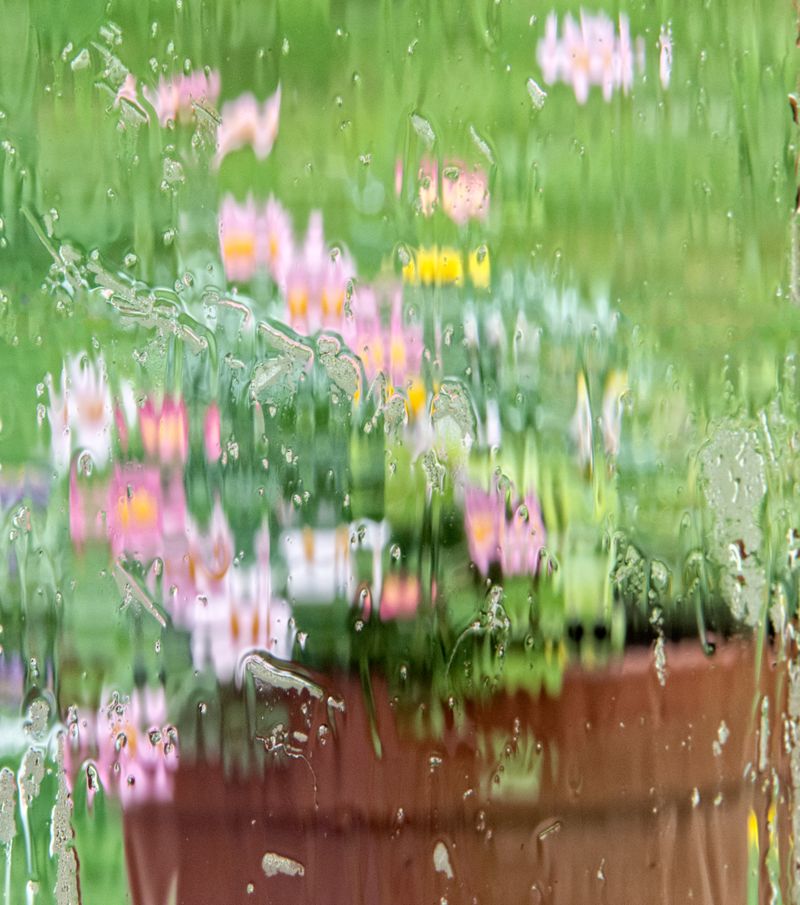 Potted Flowers Behind Wet Window
