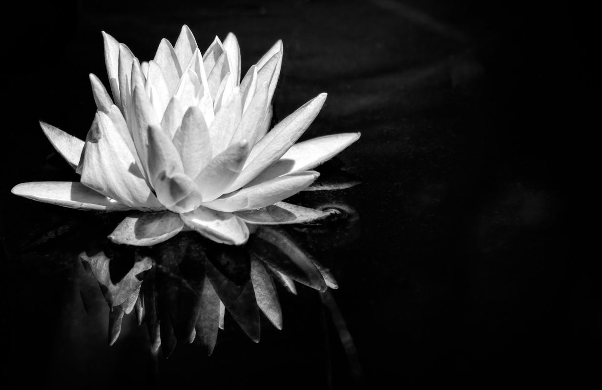 Water Lilly and Reflection