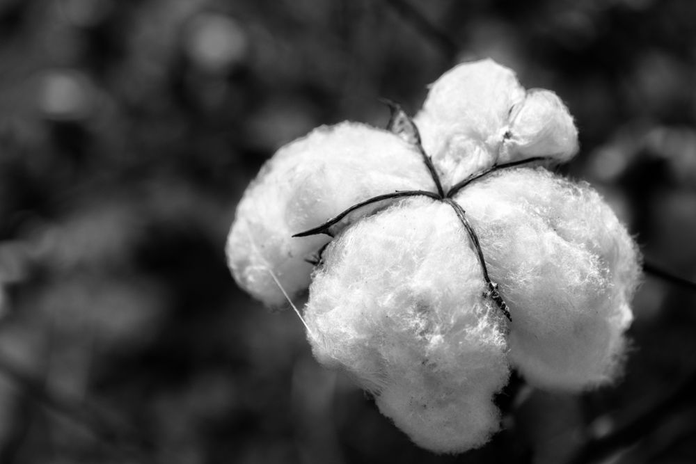Cotton Boll