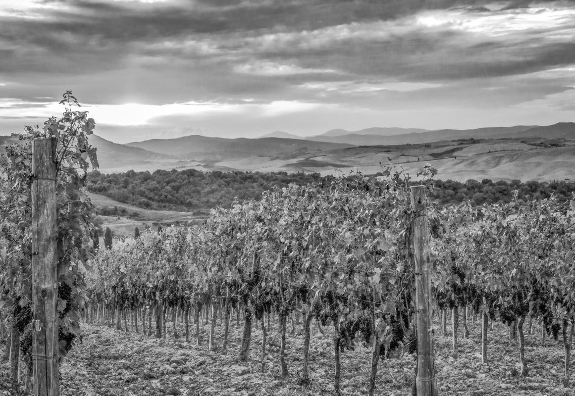 Tuscan Vineyard