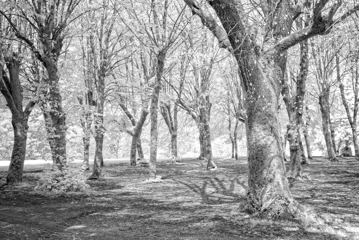 Tree Trunks and Branches, Infrared