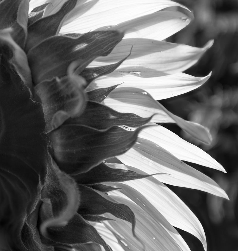 Sunflowwer Study, iv