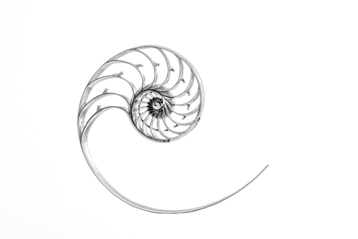 Nautilus Shell, Sectioned