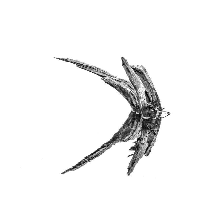 Old Stump & Reflection