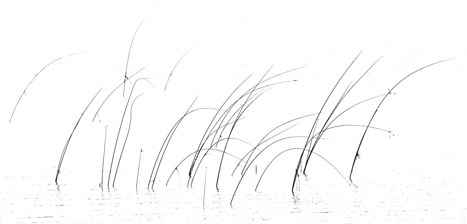 Swaying Reeds