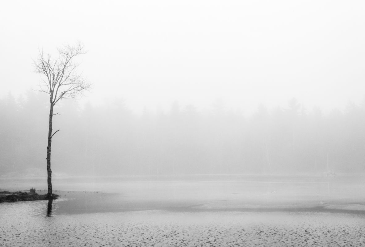 Tree with Snow, Water, Ice & Fog