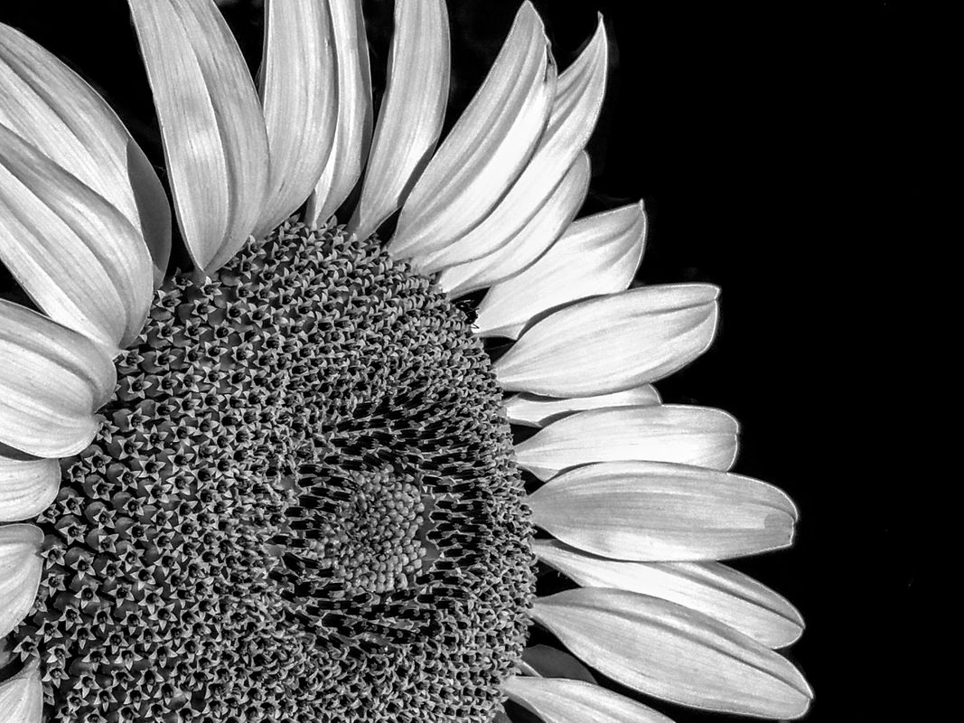 Sunflower Study, i