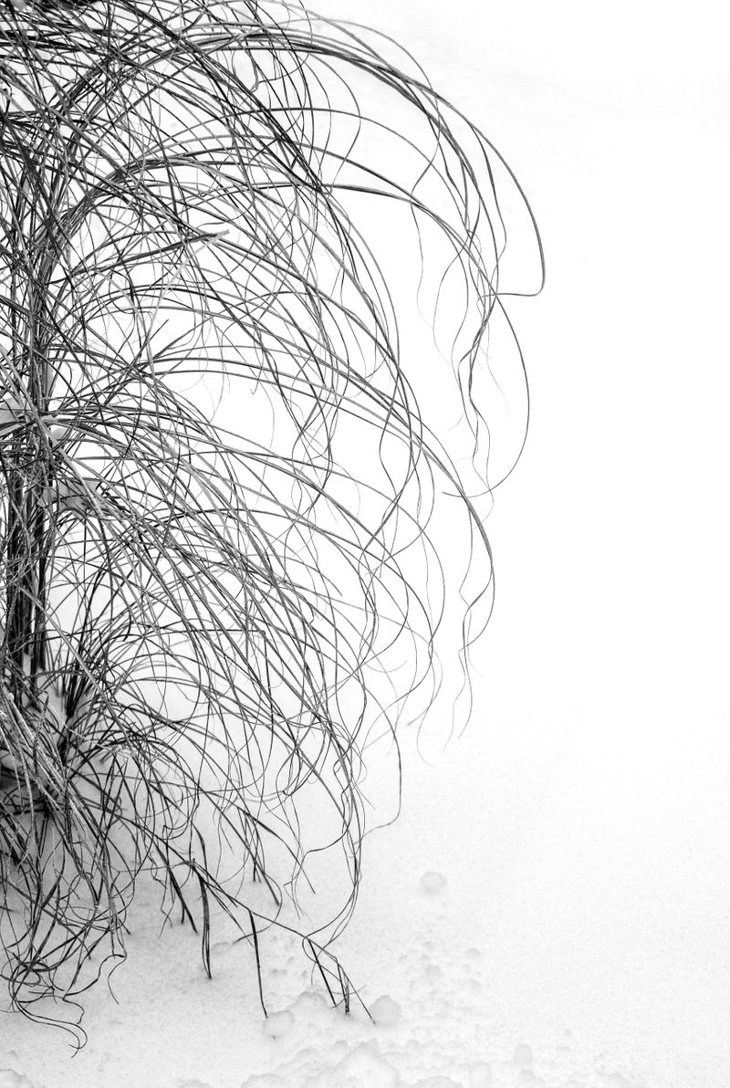 Ornamental Grass in Snow