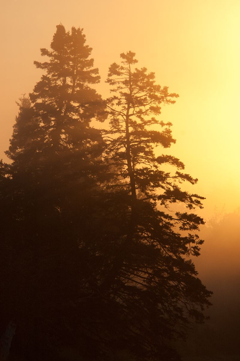 A Dawn of Yellow aqnd Orange