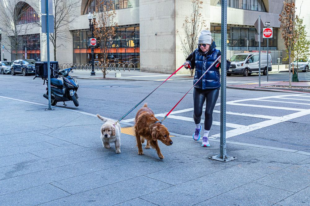 parallel_dog_walking.jpg