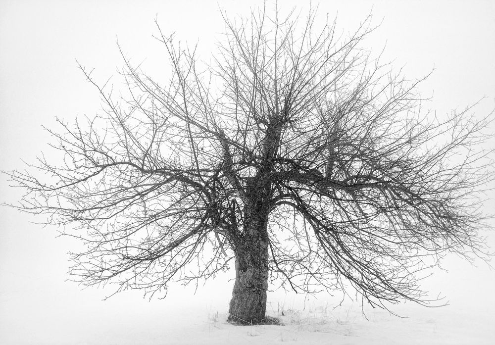 apple_tree_winter_fog.jpg