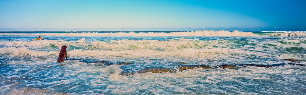 surfer_boy_and_his_dog.jpg