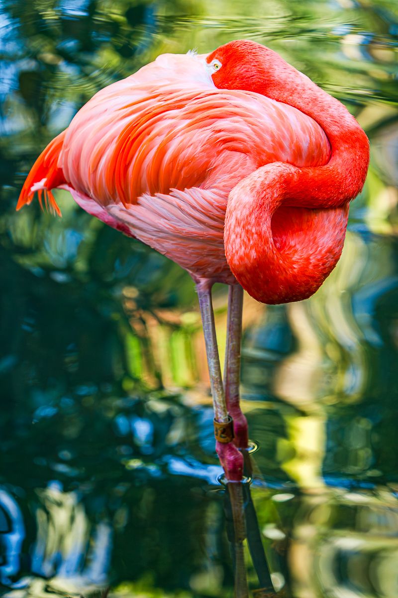 flamingo_standing.jpg