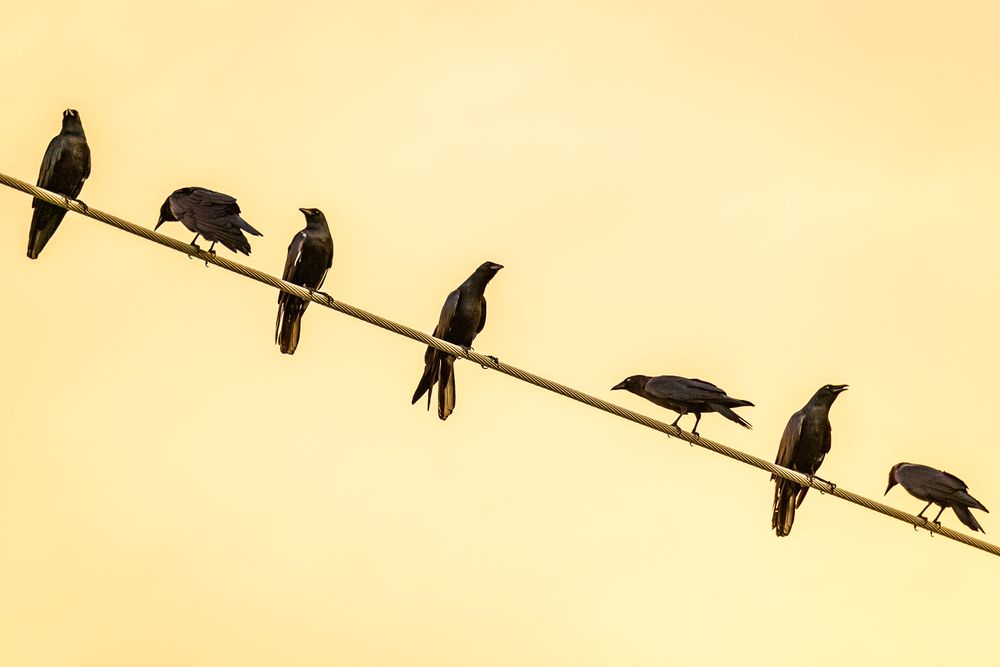 line_of_crows.jpg