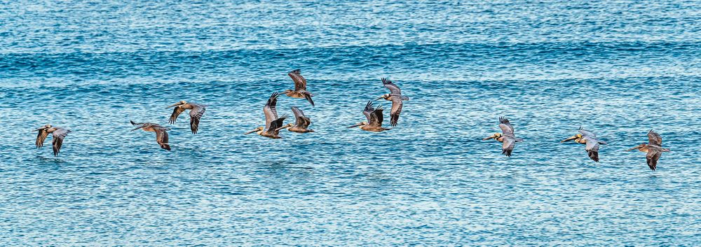 pelicans_gliding_over_ocean.jpg