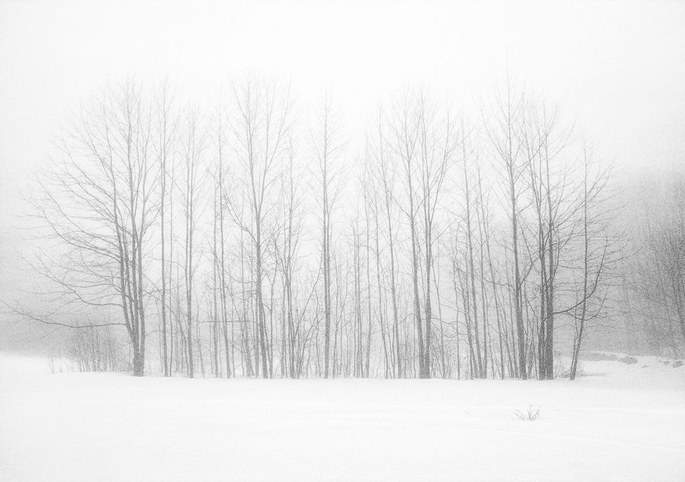 poplar_tree_stand_winter_fog.jpg
