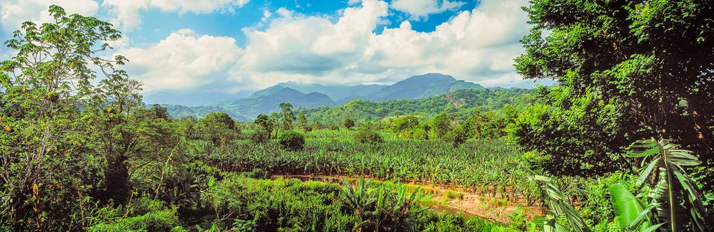 banana_plantation_port_antonio_jamaica.jpg