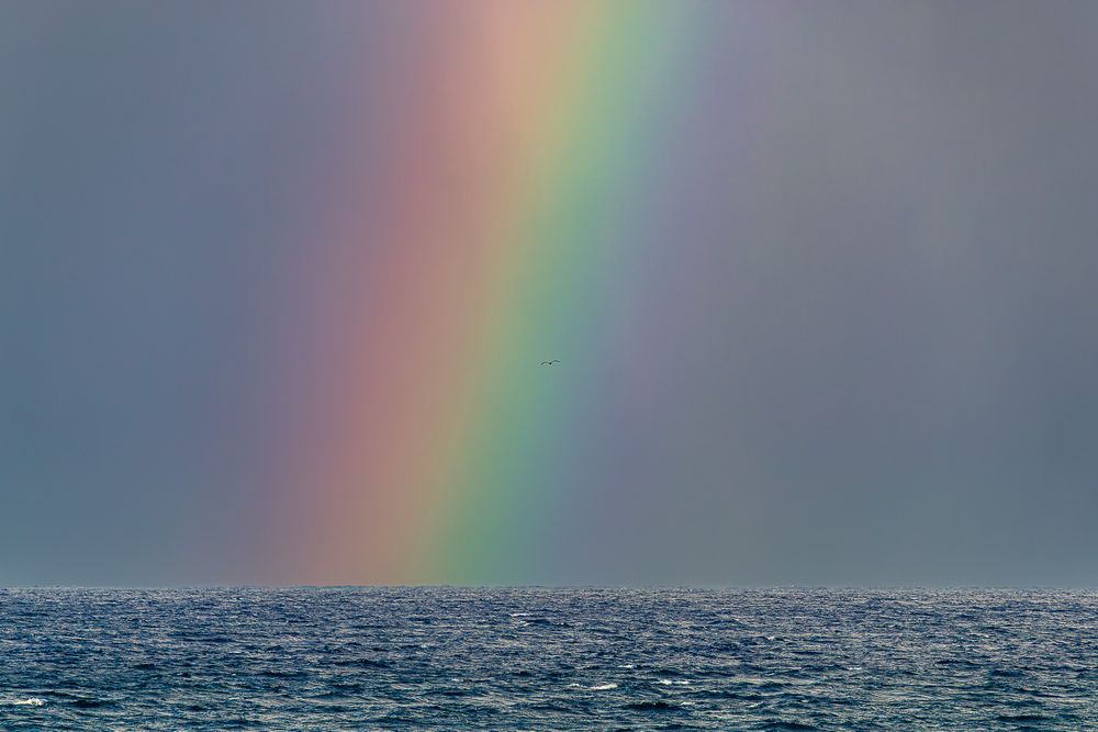 soaring_flight_rainbow_storm.jpg