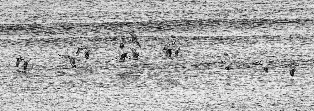 pelicans_gliding_over_ocean_b&w.jpg